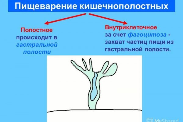 Kraken настоящая ссылка